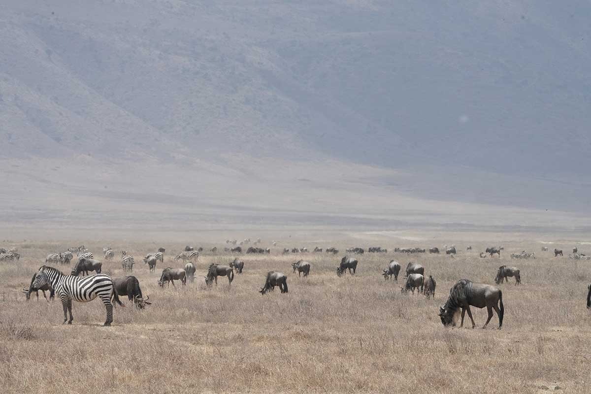Big cat resting on the Kenyan savanna