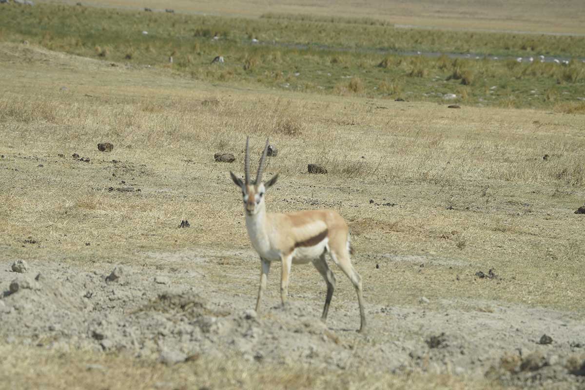 Wildlife viewing on safari
