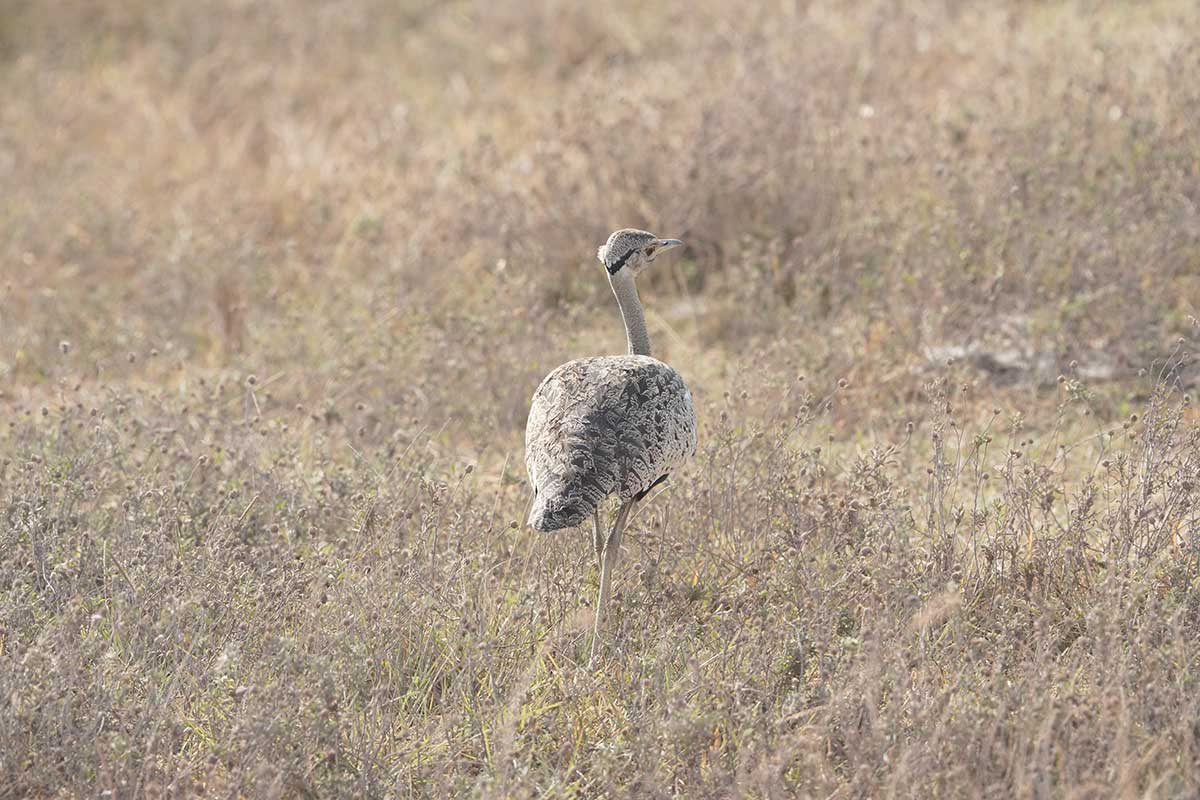Wildlife on the plains