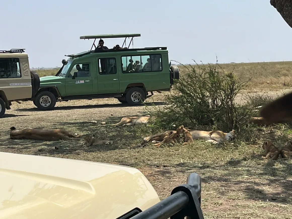 Wildlife in the Serengeti