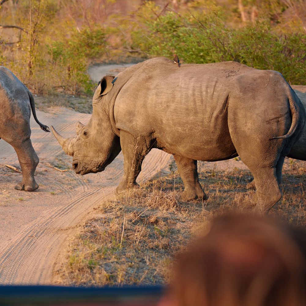 Rhino on a game drive