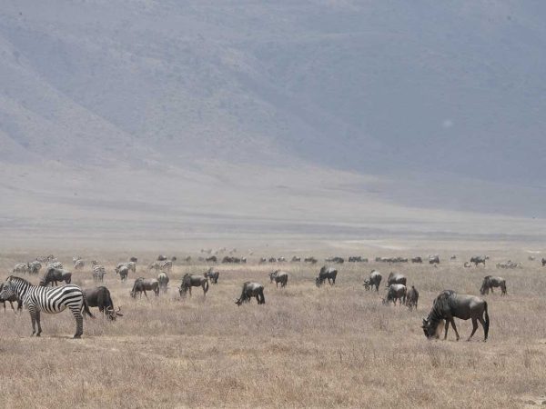 6N / 7D – Kenya Wildlife Safari Premium
