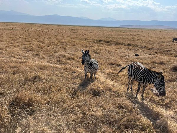 6N / 7D – Kenya Wildlife Safari Standard